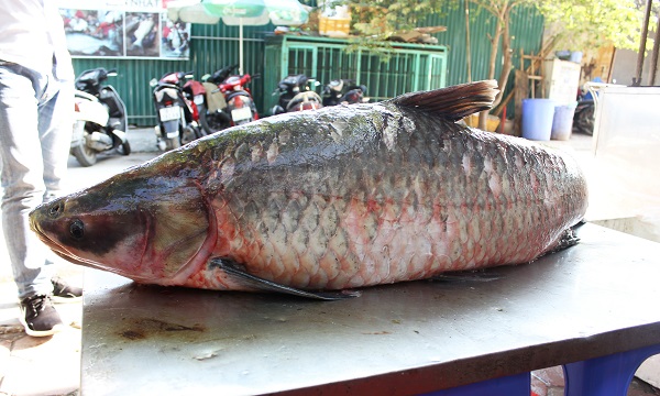 [-]Cá[-]trắm[-]"khủng"[-]42[-]kg[-]từ[-]hồ[-]Thác[-]Bà[-]về[-]Hà[-]Nội
